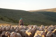 Los hermanos Pérez conduciendo su ganado por los montes de Soria.