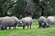 El 38% de las granjas de cerdos en Castilla y León son de ibérico.
