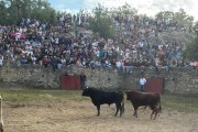 Dos toros ya en los corrales en el encierro de la Comprilla.