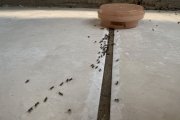 Plaga doméstica de hormigas