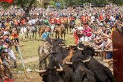 Salida de La Saca en las Fiestas de San Juan