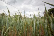 Campo de trigo en la provincia.