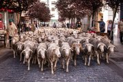 Las ovejas de los hermanos Pérez atravesando la ciudad.