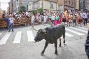 Uno de los toros del Jueves La Saca enfila ya la plaza de toros de Soria.