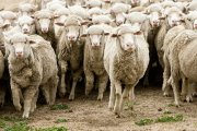 Las ovejas merinas protagonizaron durante siglos la trashumancia soriana, una actividad que llegó a mover unas 50.000 cabezas de ganado y de la que hoy solo queda un último rebaño de 1.200 animales.