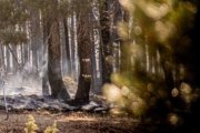 Imagen de archivo de un incendio reciente en el pinar de Tardelcuende.