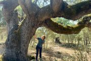 Nafría quiere recuperar la memoria y el paisaje de sus encinas centenarias.