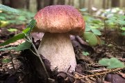 Boletus en Soria