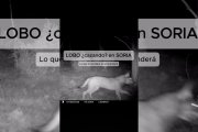 El lobo pasa frente a la cámara en una secuencia que su autor interpreta como una posible escena de caza