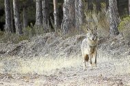 Un lobo en plena naturaleza-EL MUNDO