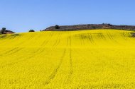 Campo de colza en Soria.