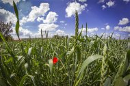 Cultivo en ecológico en la provincia de Soria.