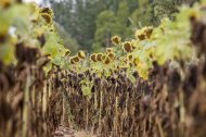 Finca de girasoles en la provincia.