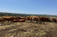 Animales en la finca de la Malanquilla.