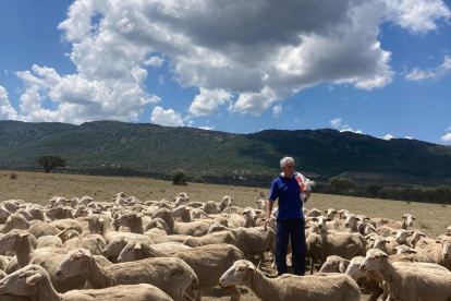 Eduardo del Rincón, en Ciudad Real con sus ovejas