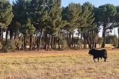 El toro fue visto en una zona boscosa momentos después de escaparse.