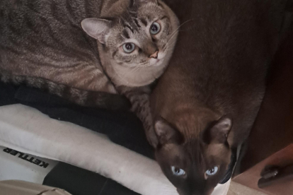 Dos gatos en un domicilio.