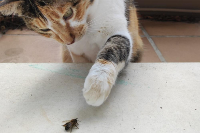 Una gata se interesa por una abeja.