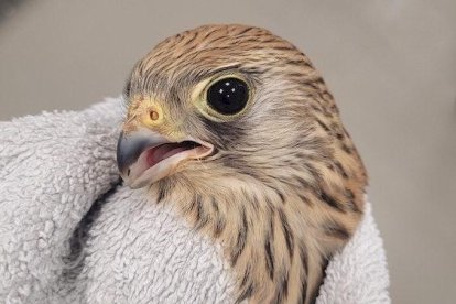 Los agentes medioambientales cuidaron hasta su recuperación a los animales