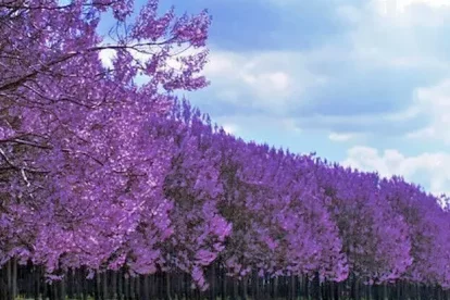Árboles de paulownia.