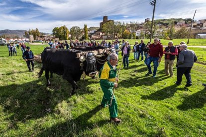 Ganado y actividades tradicionales en una agradable mañana