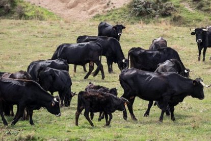 Animales de Serrana Negra Soriana en Taniñe.