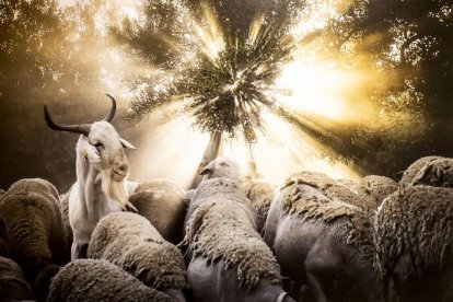 Una serie de instantáneas sobre la trashumancia