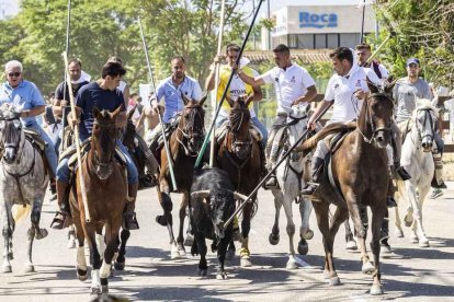 Imágenes de la jornada del Jueves La Saca, día grande de las Fiestas de San Juan