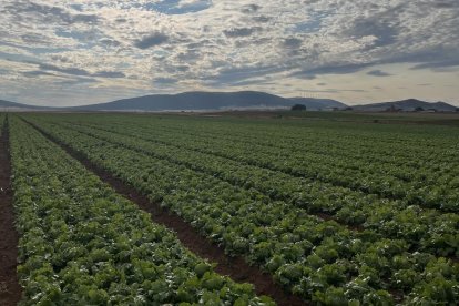 Florette produce en Soria el 25% de su producción veraniega.