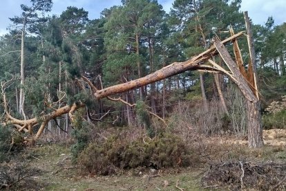 Pino que ha caído sobre la nueva tirolina de Duruelo de la Sierra.
