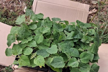 Plantones para la finca de paulownia.