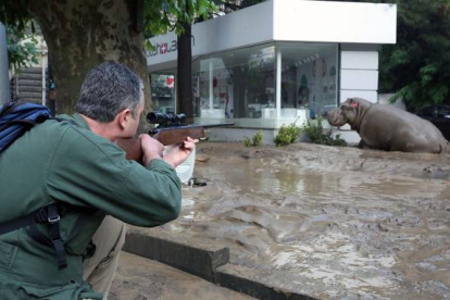 Un hombre disparando tranquilizantes a un hipopótamo en las calles inundadas de Tiflis.-Foto:  EFE / GOBIERNO DE GEORGIA