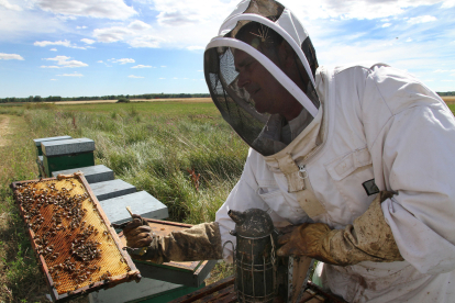 El curso de Soriactiva pretende impulsar la apicultura. HDS