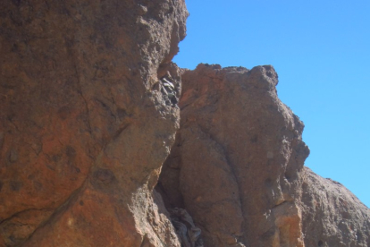 Uno de los cedros milenarios del Parque Nacional del Teide.-HDS