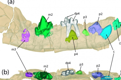 Imágenes de CT Scan de la mandíbula de Prodissopsalis jimenezi del yacimiento de La Solana (Mazaterón, Soria), mostrando el cuarto premolar de leche (dp4) y los incisivos (i), canino (c), premolares (p) y molares (m) definitivos en diferentes estados de erupción.