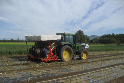 Un agricultor trabaja con su tractor en un campo de lechugas de Medina de Pomar, en Burgos. --R. OCHOA