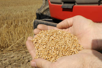 Jesús García muestra unos granos de cereal, cultivo ecológico que predomina en Soria. / V.G.-