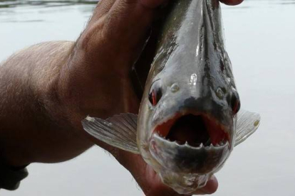 Piraña del amazonas.-