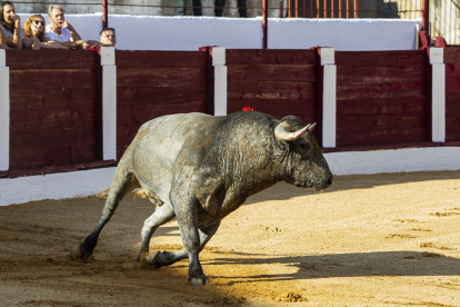 Corrida de toros en Almazán. MARIO TEJEDOR (15)