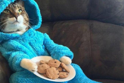El gato en pijama protagonista de la historia.-TWITTER