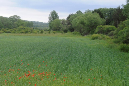 Explotación de cereal de la provincia de Soria.-V. GUISANDE