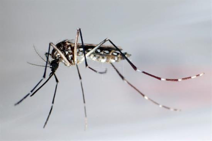 Detalle del mosquito "Aedes Aegypti", trasmisor del zika.-EFE / ARCHIVO