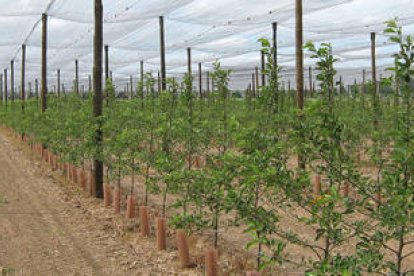 Plantación de manzanos de Nufri en La Rasa. / VALENTÍN GUISANDE-