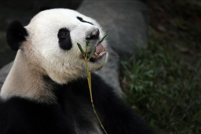 Un oso panda comiendo.-AP / WONG MAYE