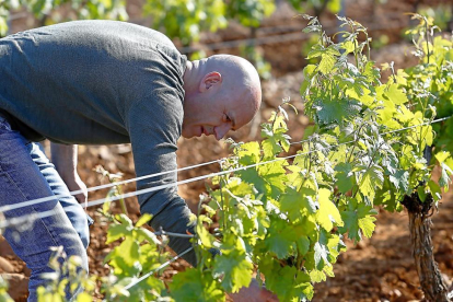 Ángel Rey, en uno de los viñedos de la bodega Los Palomares.-ICAL