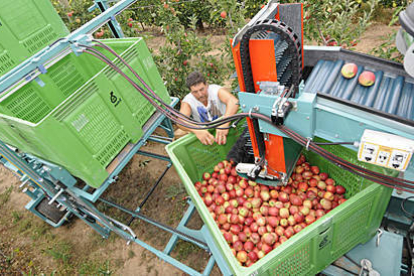Recogida de manzanas en la finca de Nufri. / VALENTÍN GUISANDE-