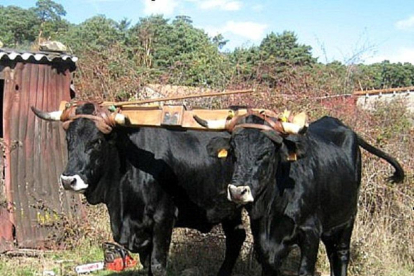 Dos ejemplares de Serrana Negra realizan trabajos de arrastre con yuntas en la provincia de Soria.-- J.M.M.