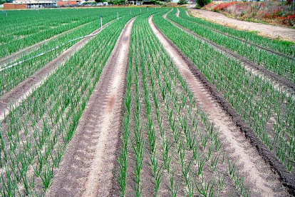 Plantación de cebollas en su estado vegetativo más vistoso, en una de las explotaciones de la Sociedad Agraria de Transformación Hormoba, con sede en la localidad abulense de Nava de Arévalo.-- HORMOBA