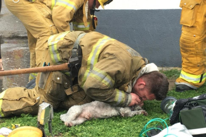 El bombero estadounidense Andrew Klein hace el boca a noca al pero Nul.-BILLY FERNANDO / SANTA MONICA FIRE DEPARTAMENT