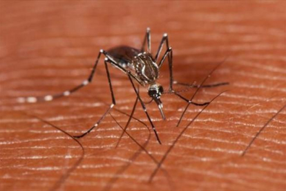 Un ejemplar del mosquito ’Aedes aegypti’, transmisor del dengue.-MARK YOKOYAMA